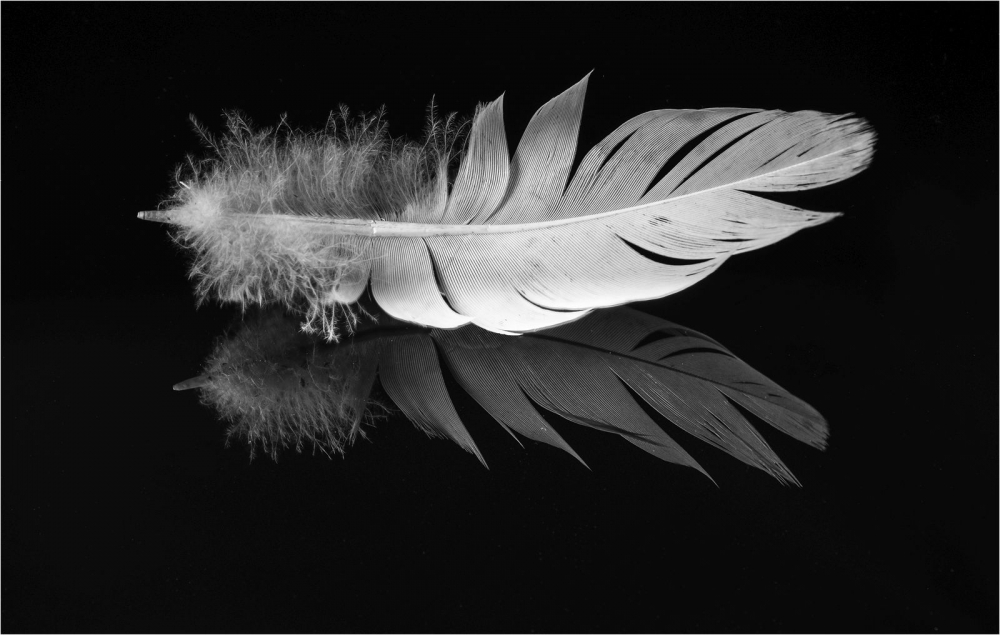 1st Floating feather by Alan Ivey
